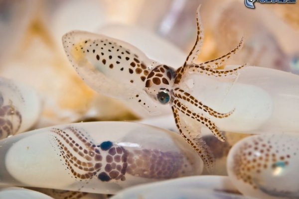 Kraken 11at